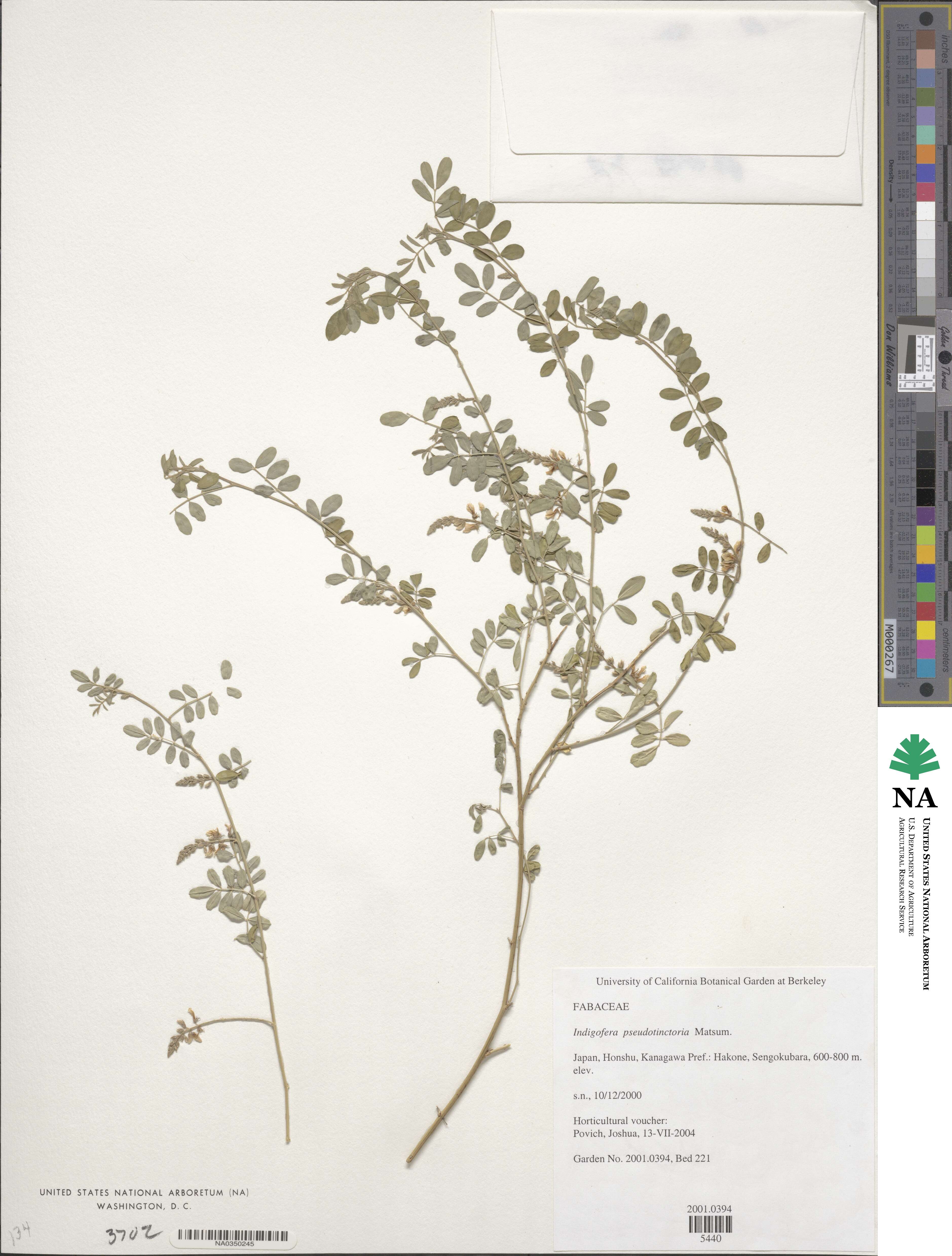 Indigofera bungeana image