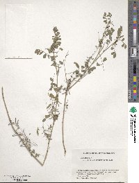 Indigofera bungeana image