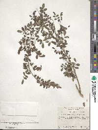 Indigofera bungeana image