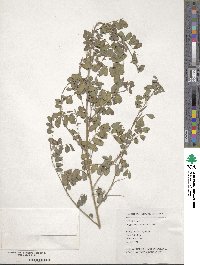 Indigofera bungeana image