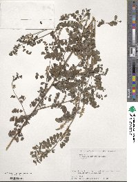 Indigofera bungeana image