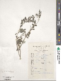 Indigofera bungeana image