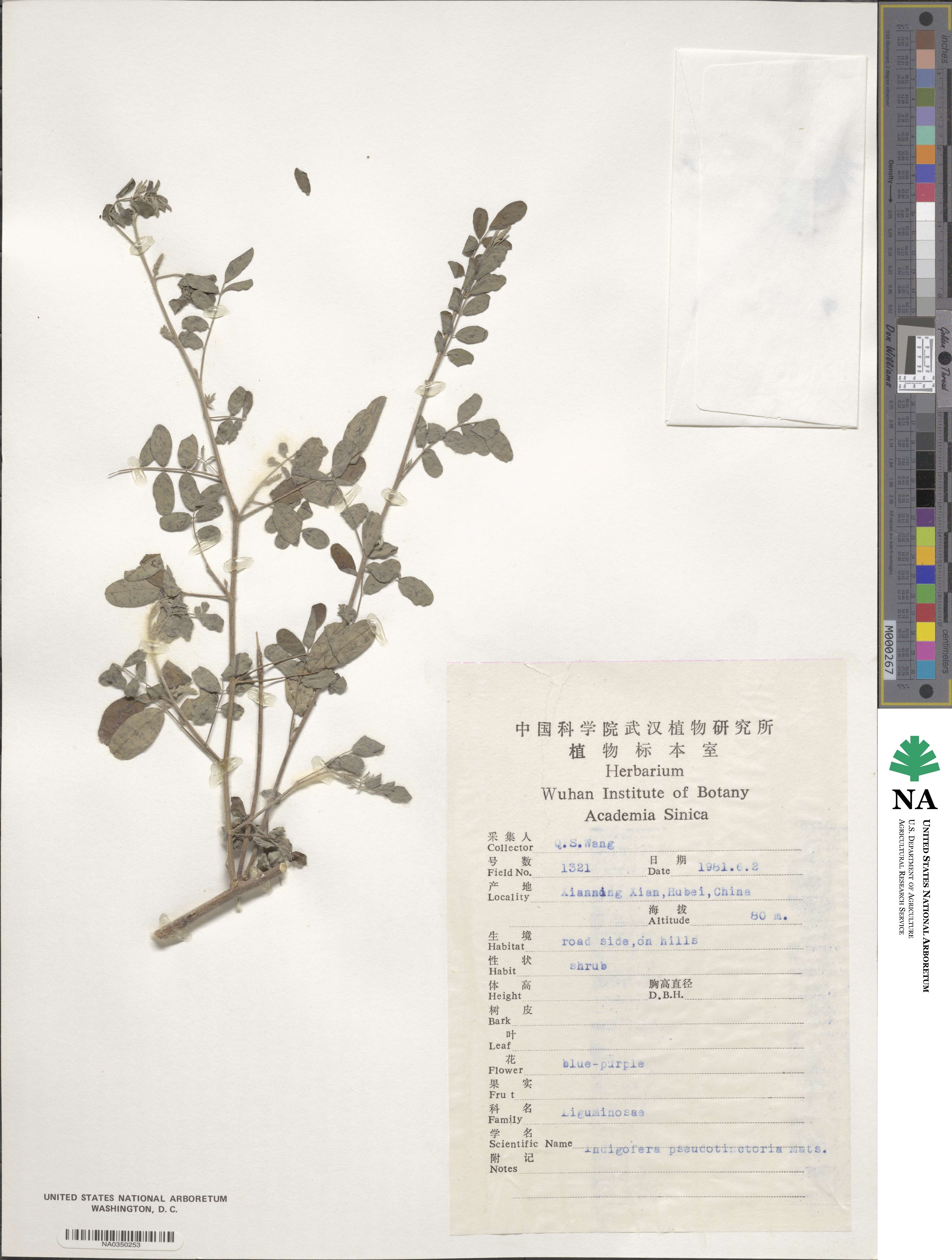 Indigofera bungeana image