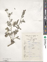 Indigofera bungeana image