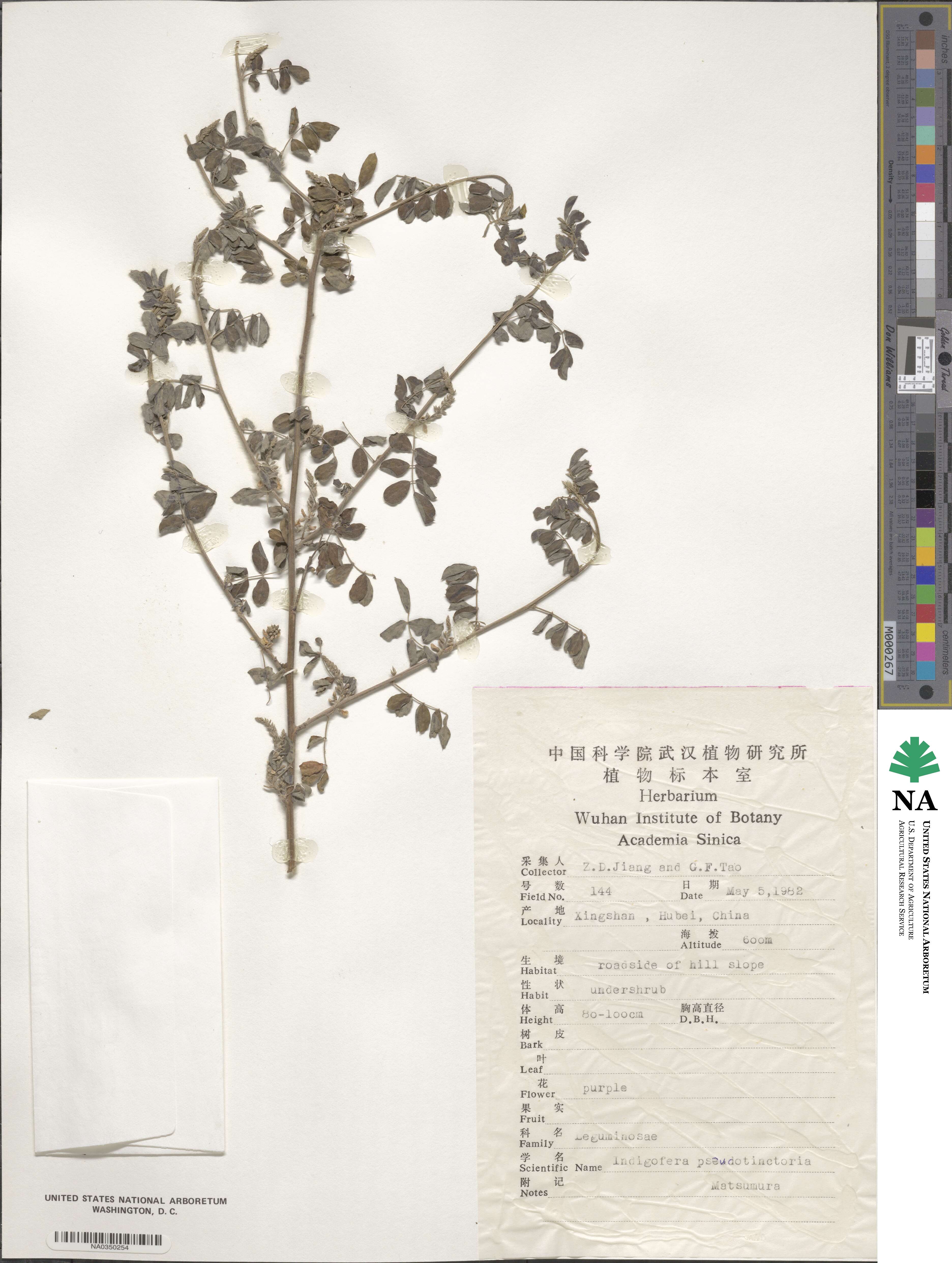 Indigofera bungeana image