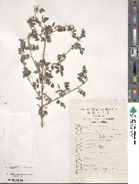 Indigofera bungeana image