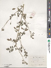 Indigofera bungeana image