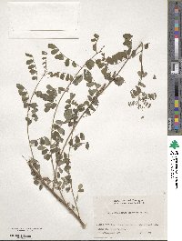 Indigofera bungeana image