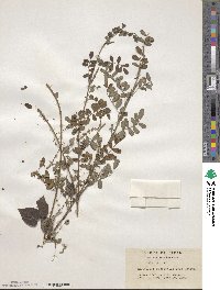 Indigofera bungeana image