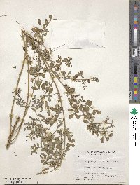 Indigofera bungeana image