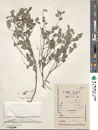 Indigofera cassioides image