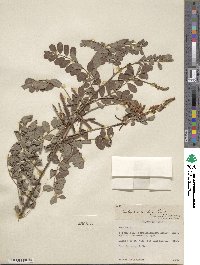 Indigofera cassioides image