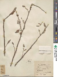 Indigofera cassioides image