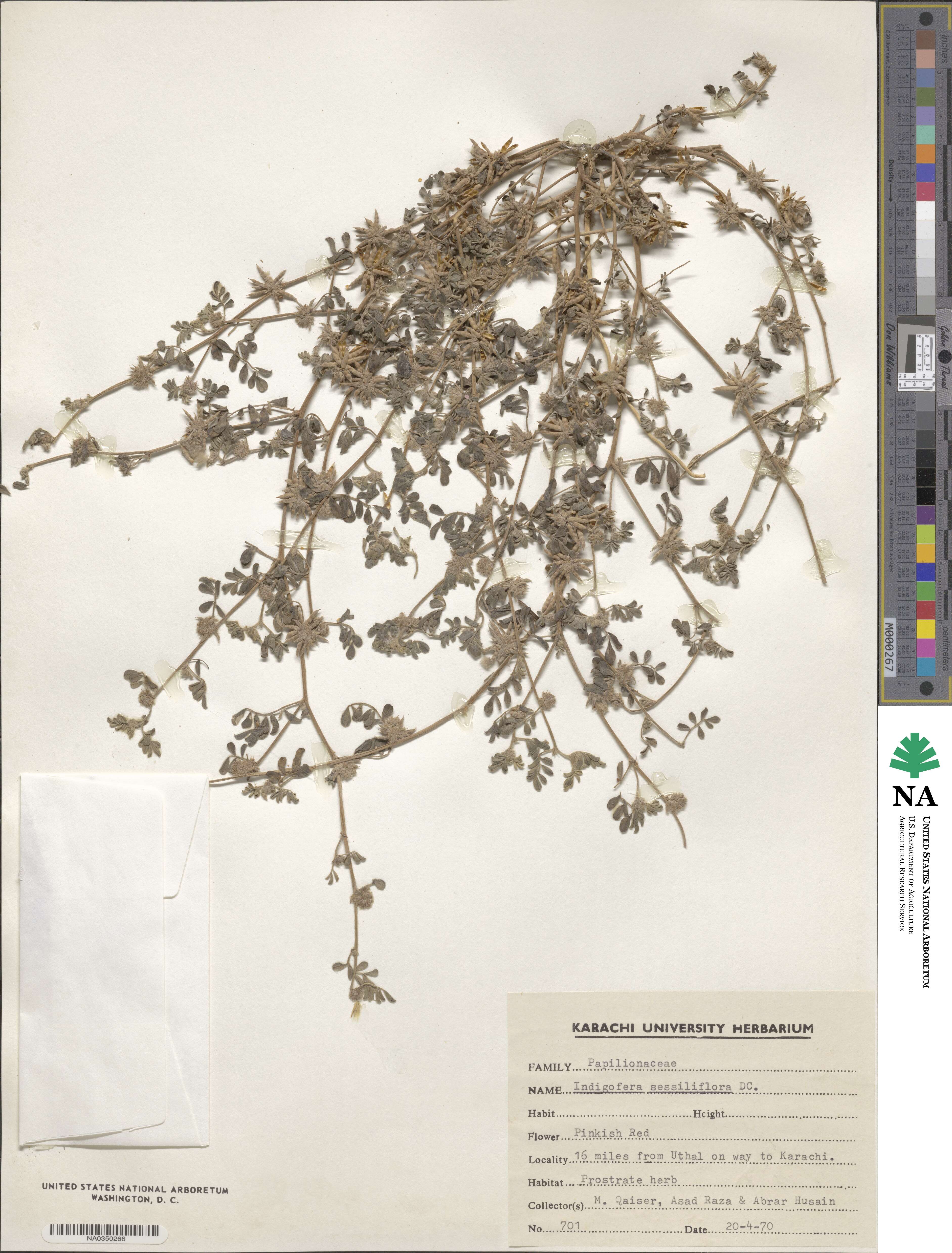 Indigofera sessiliflora image