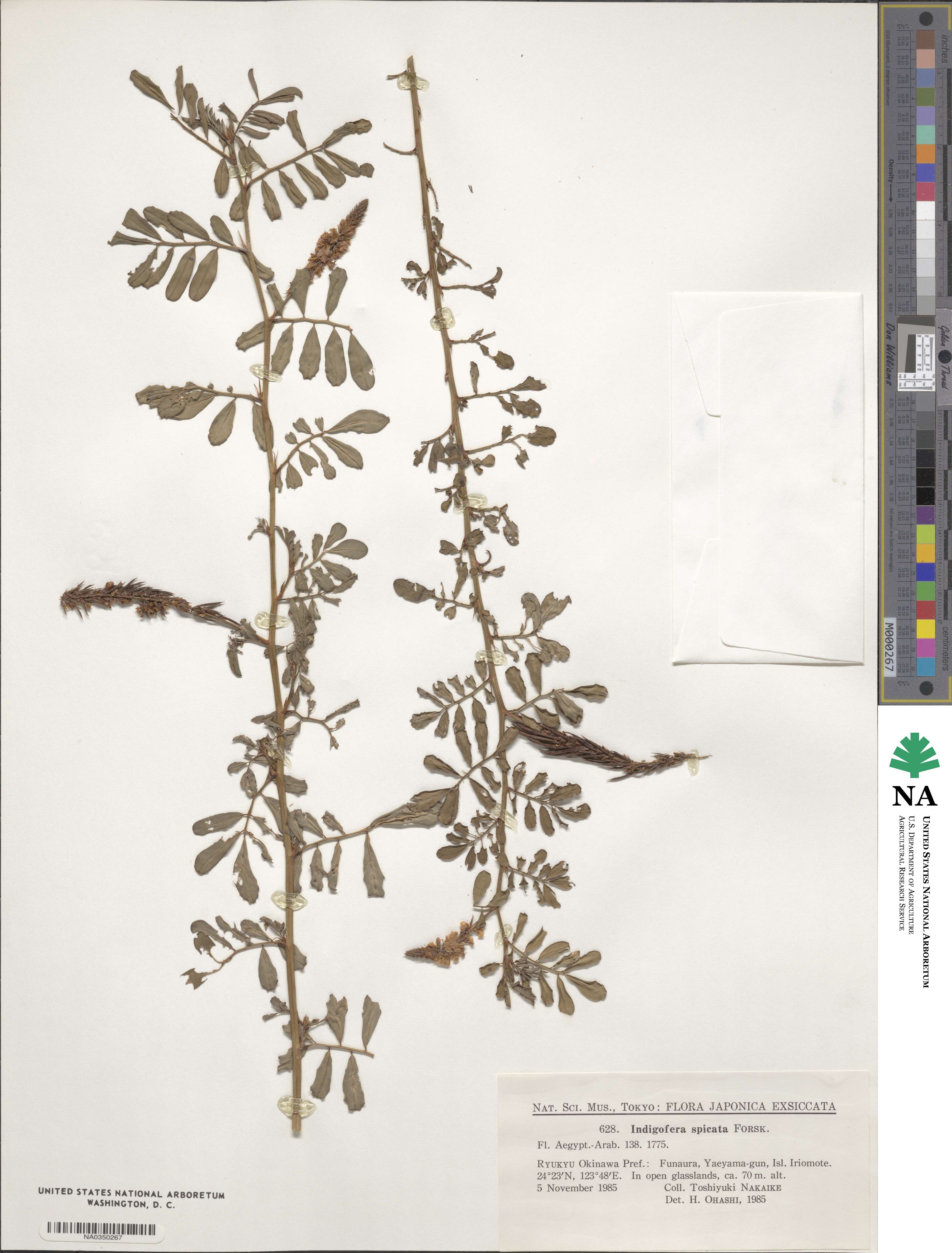 Indigofera spicata image