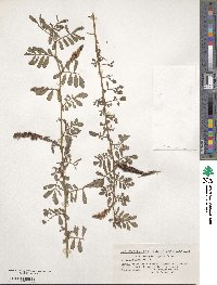 Indigofera spicata image