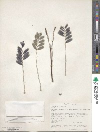 Indigofera suffruticosa image