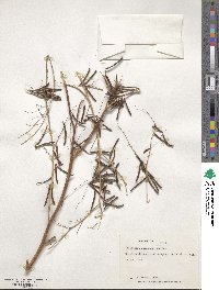 Indigofera tinctoria image