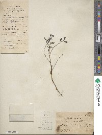 Indigofera tinctoria image