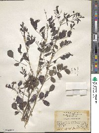 Indigofera tinctoria image