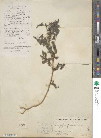 Indigofera tinctoria image