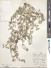 Indigofera trifoliata image