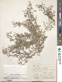 Indigofera trifoliata image