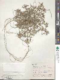 Indigofera trifoliata image