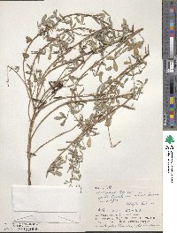 Indigofera trifoliata image