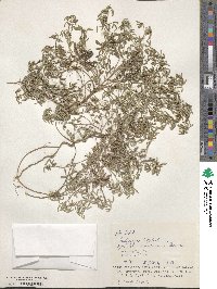 Indigofera trifoliata image