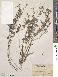 Indigofera trifoliata image