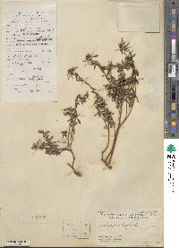 Indigofera trifoliata image