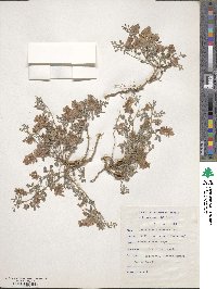 Image of Indigofera alternans