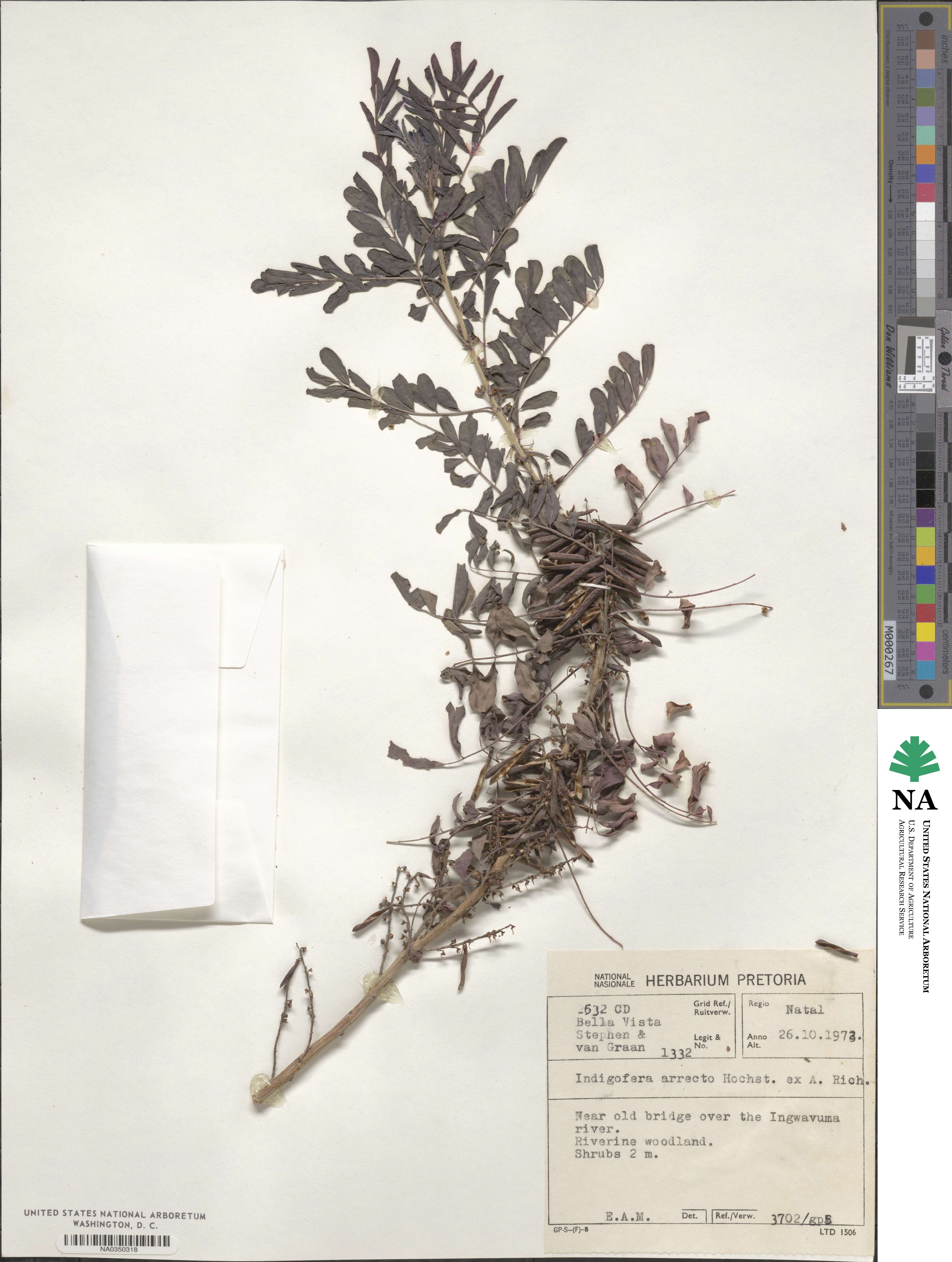 Indigofera arrecta image