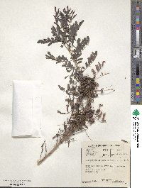 Indigofera arrecta image