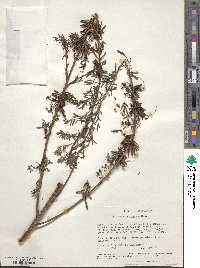 Indigofera arrecta image