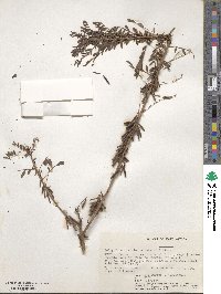 Indigofera arrecta image