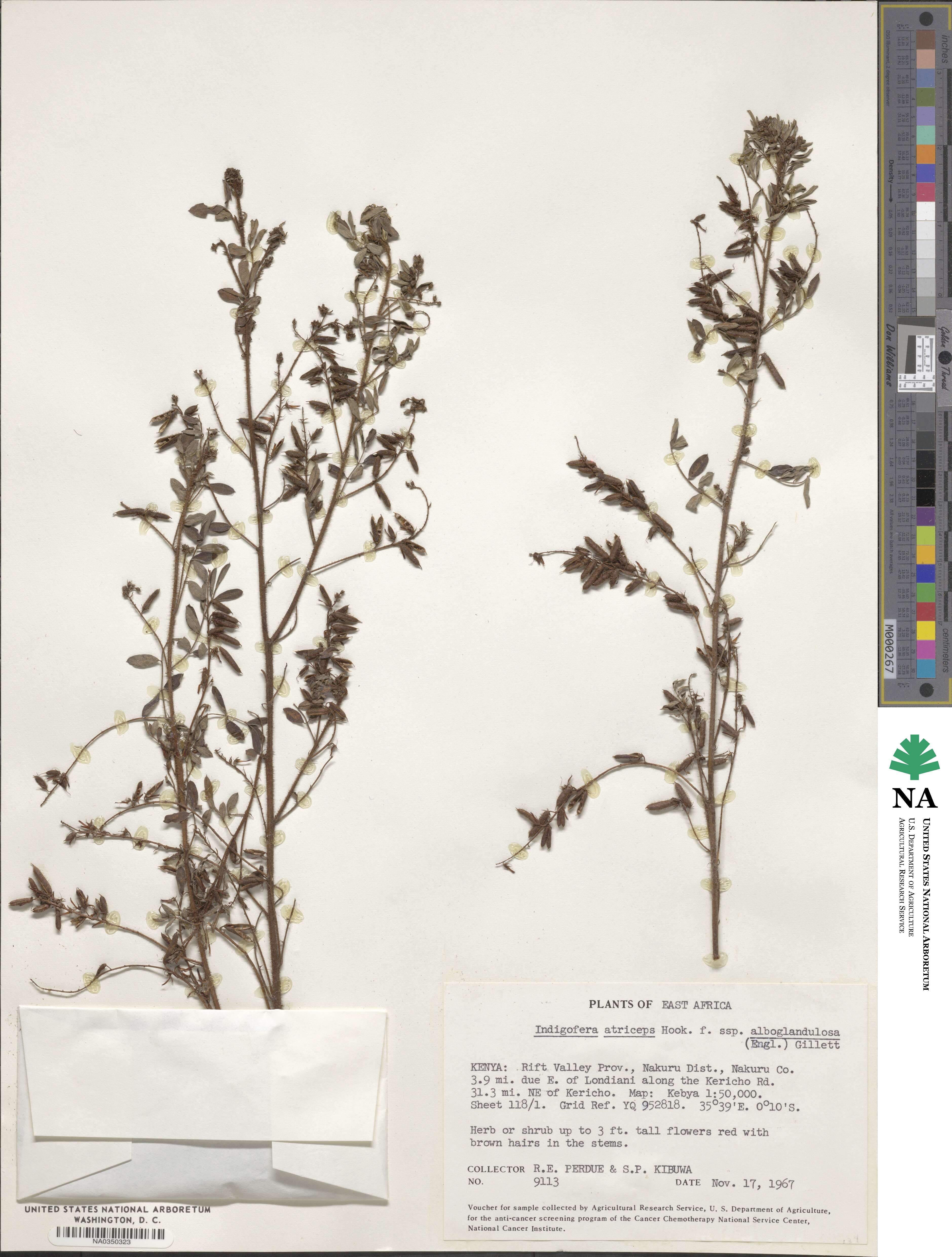 Indigofera atriceps subsp. atriceps image