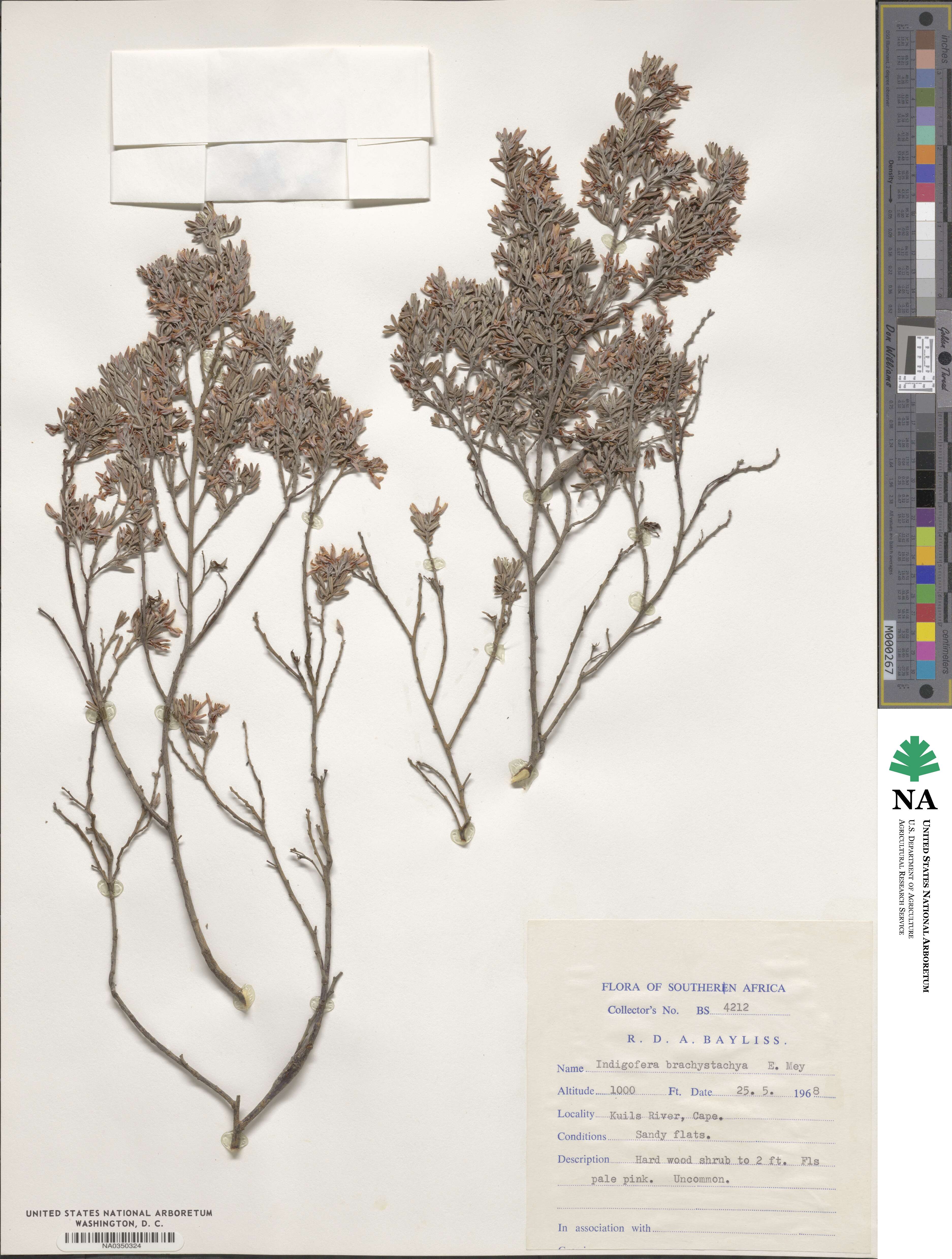 Indigofera brachystachya image