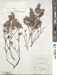 Image of Indigofera brachystachya