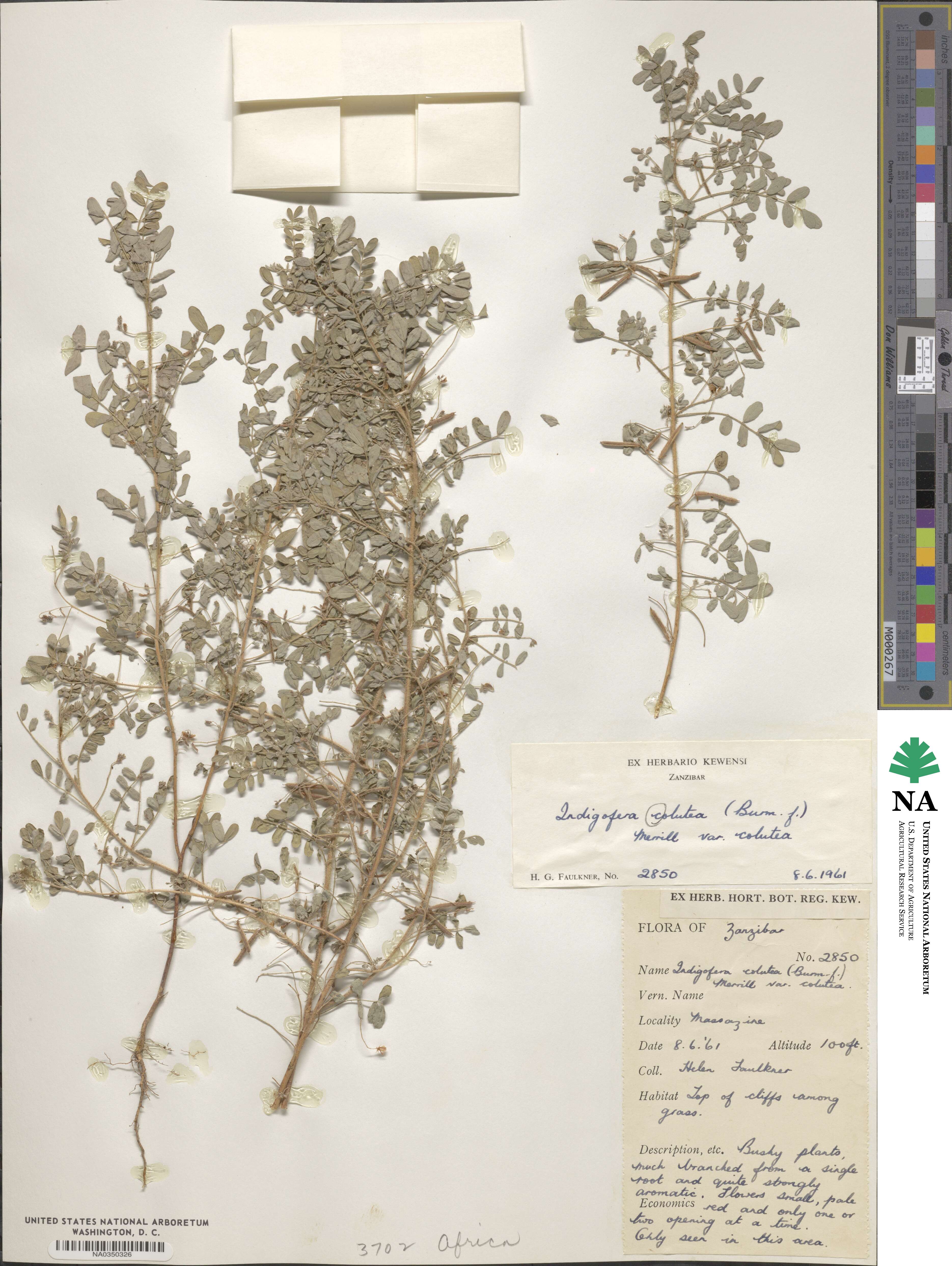 Indigofera colutea image