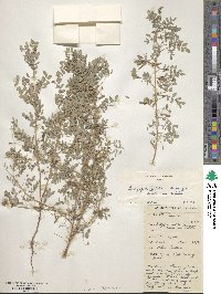 Indigofera colutea image