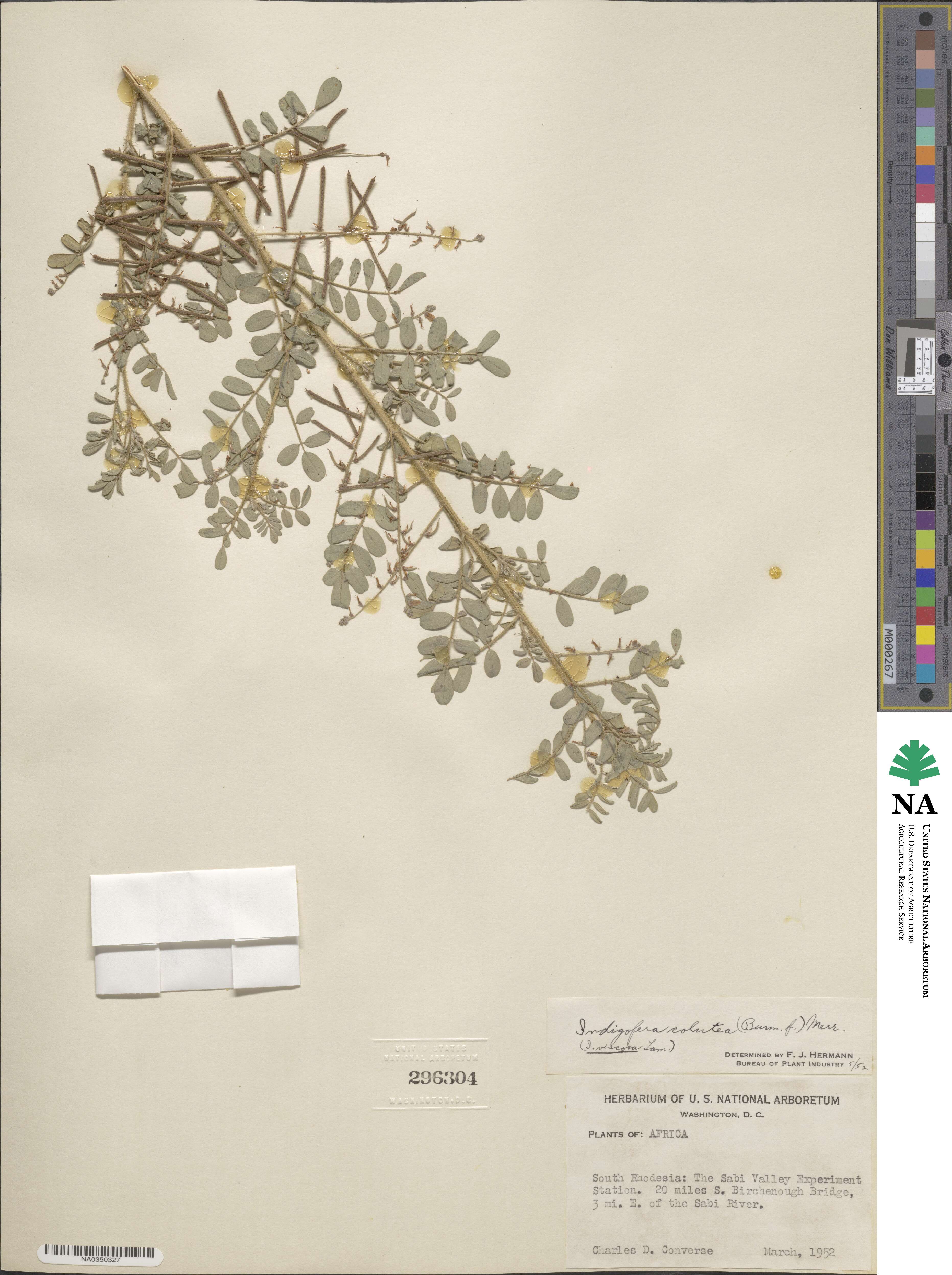 Indigofera colutea image