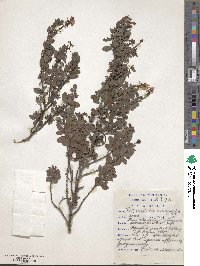 Image of Indigofera cuneifolia