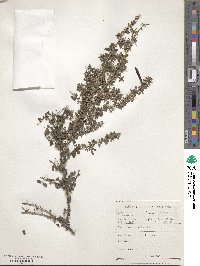 Image of Indigofera denudata