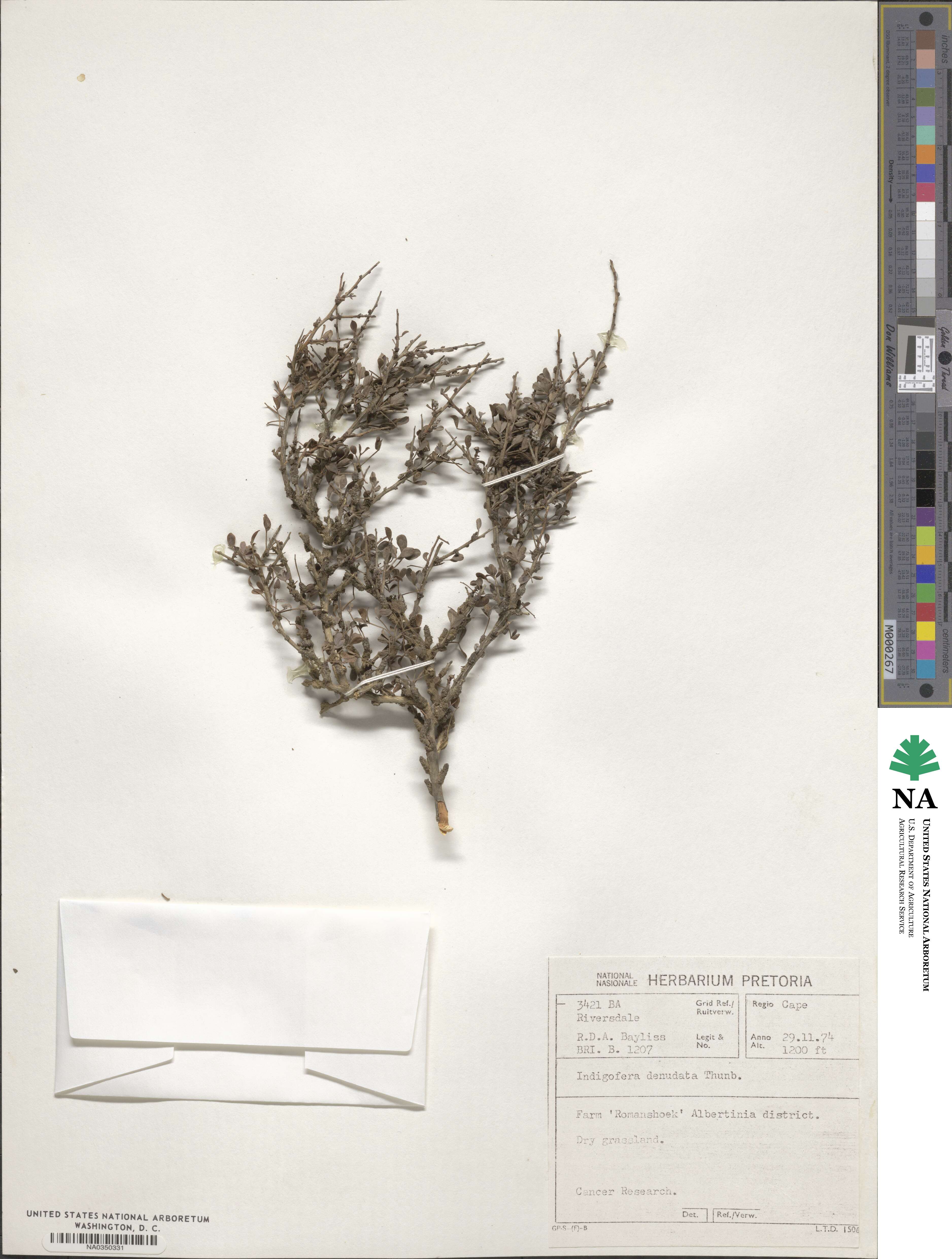 Indigofera denudata image