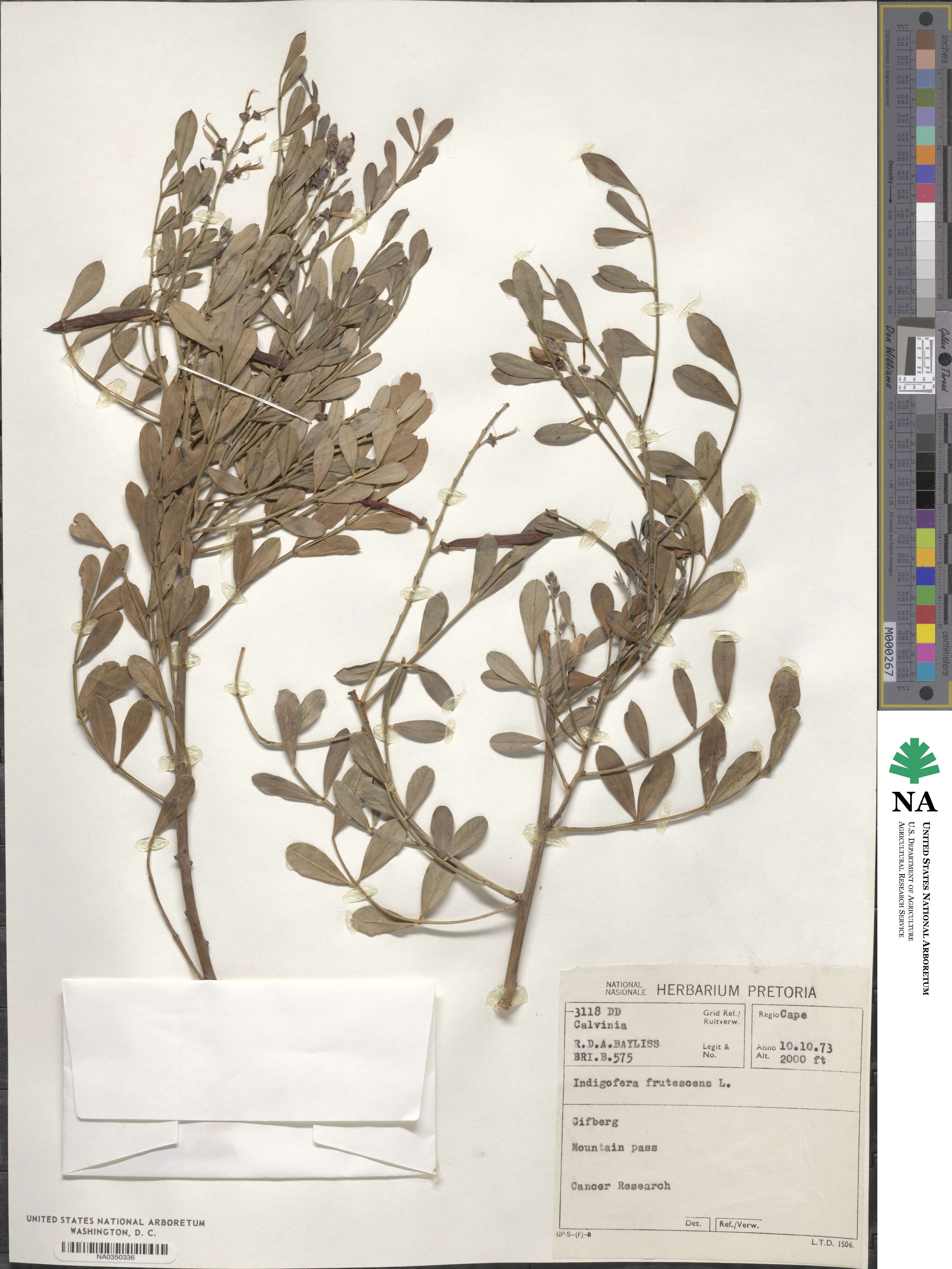 Indigofera frutescens image