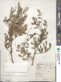 Image of Indigofera frutescens