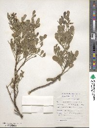 Indigofera frutescens image