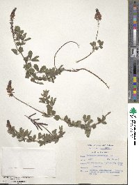 Image of Indigofera heterophylla